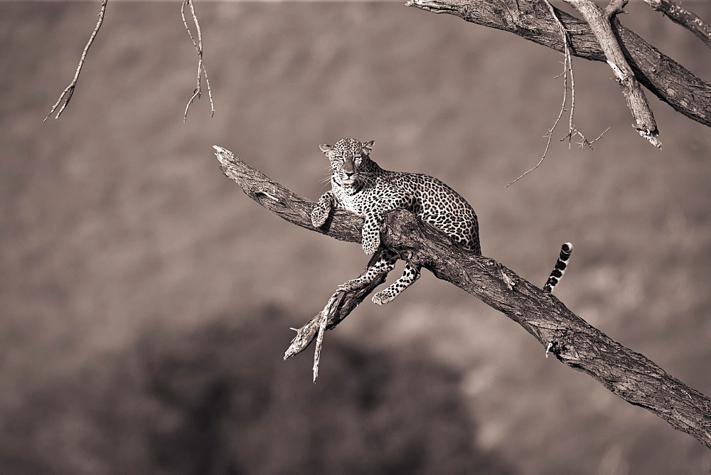 Leopard (Panthera Pardus) In A Tree, Samburu, Kenya