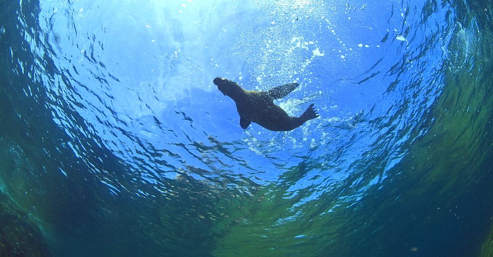 A Sea Lion In The Water At Los Islotes National Marine Park On Espiritu Santos Island Near La Paz, Baja, California, Mexico