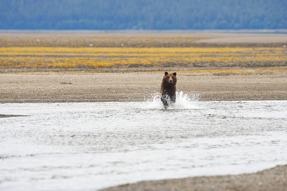 Grizzly Bear (Ursus Arctos Horribilis) Running Through A Stream, Tenakee Springs, Alaska, United States Of America