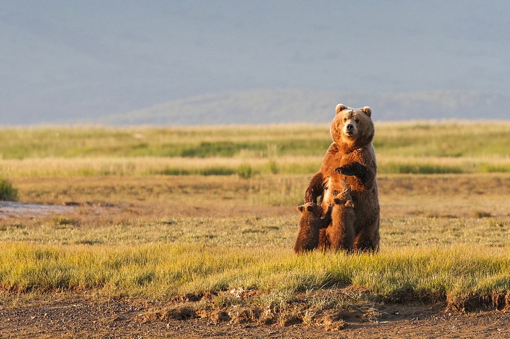 A Grizzly Bear (Ursus Arctos Horribilis) Nursing Her Two Cubs, Alaska, United States Of America