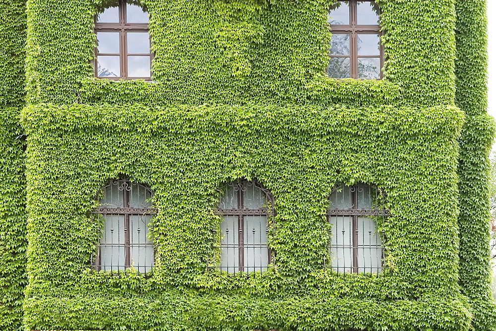 Building Covered With Morning Glory, Poland