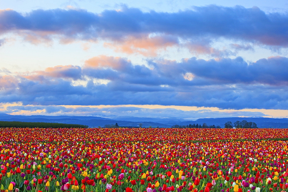 Sunrise Over A Tulip Field At Wooden Shoe Tulip Farm, Woodburn, Oregon, United States of America