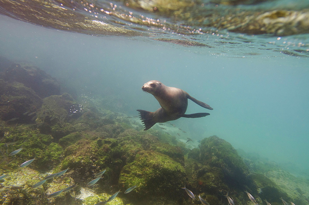 A sea lion swimming under the water's surface watching a school of fish, Galapagos, equador