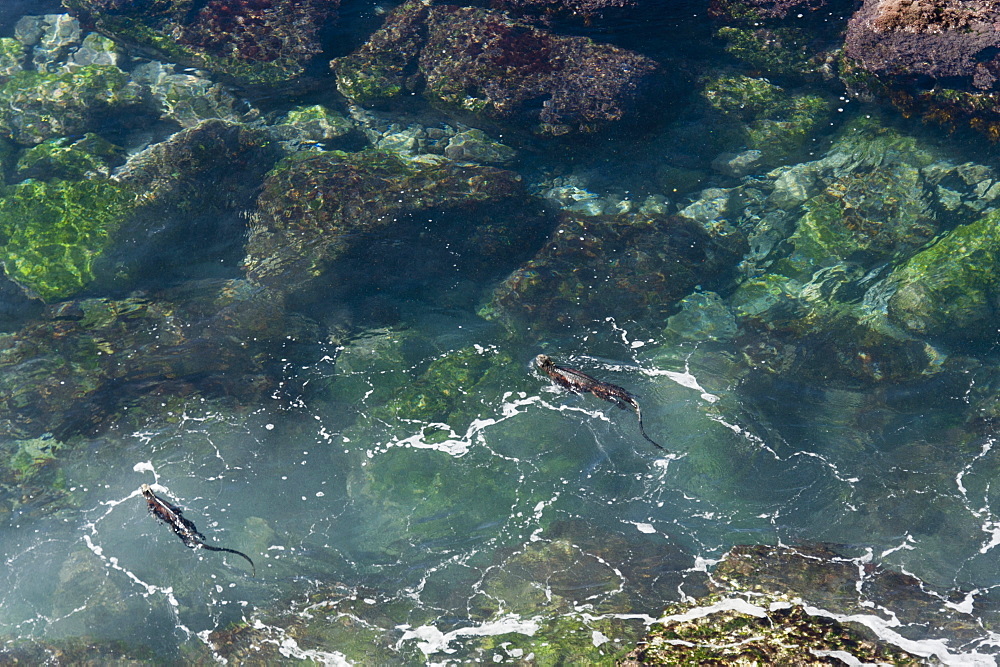 Marine Iguanas (Amblyrhynchus Cristatus) Swimming In A Lagoon, Galapagos, Equador