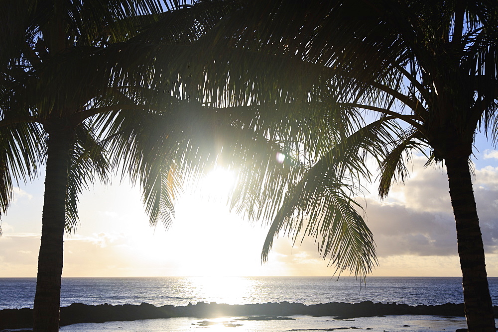 Sunlight reflecting off the water and two palm trees at the water's edge, Honolulu hawaii united states of america