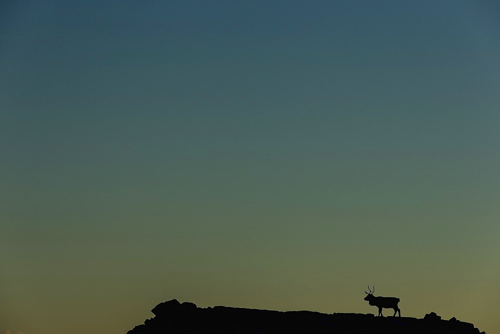 Silhouette Of A Solitary Reindeer Standing On A Rock At Sunset, Eastern Iceland