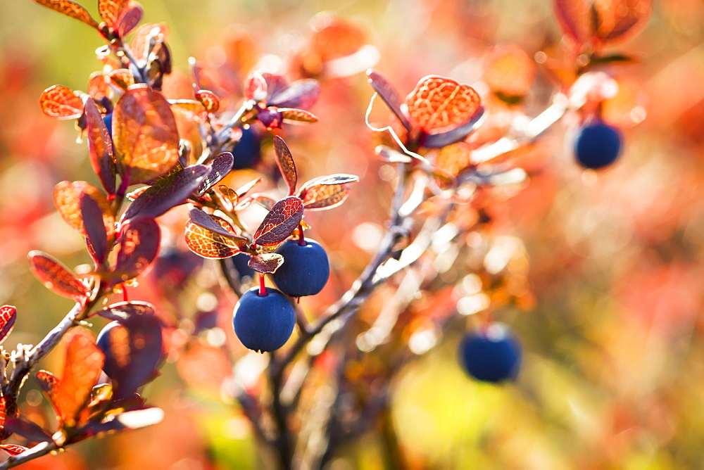 Lowbush Blueberry In Autumn Colors Near The Noatak River, Brooks Range, Alaska, United States Of America