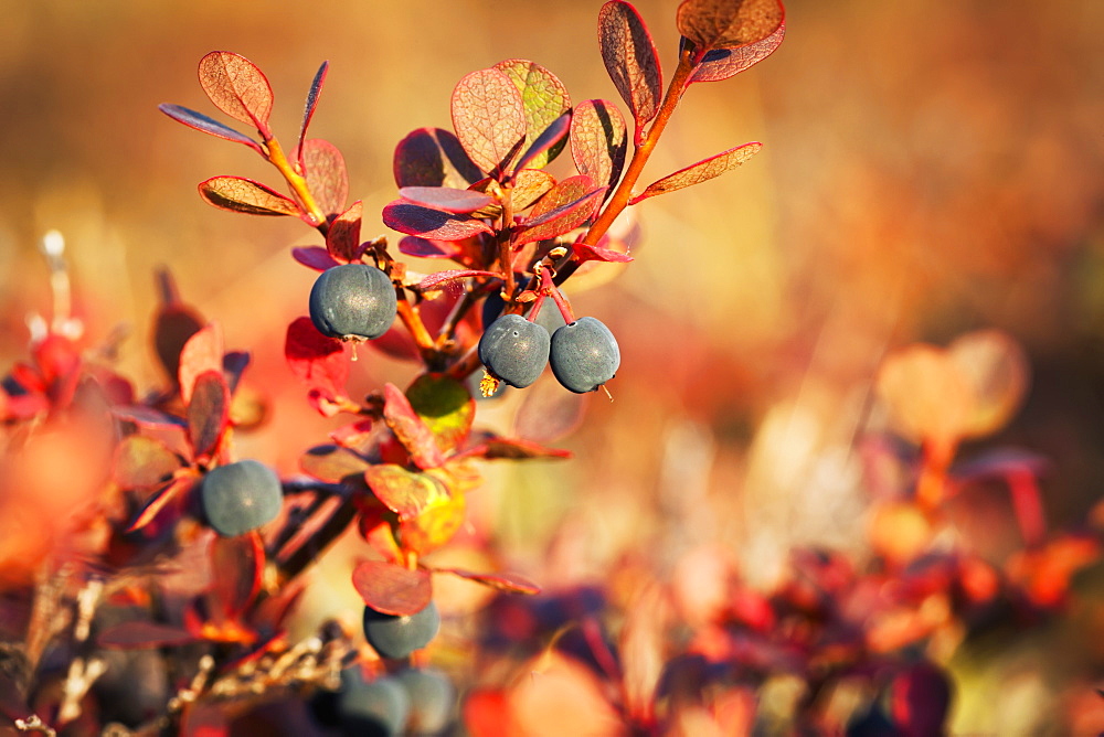 Lowbush Blueberry In Autumn Colors Near The Noatak River, Brooks Range, Alaska, United States Of America