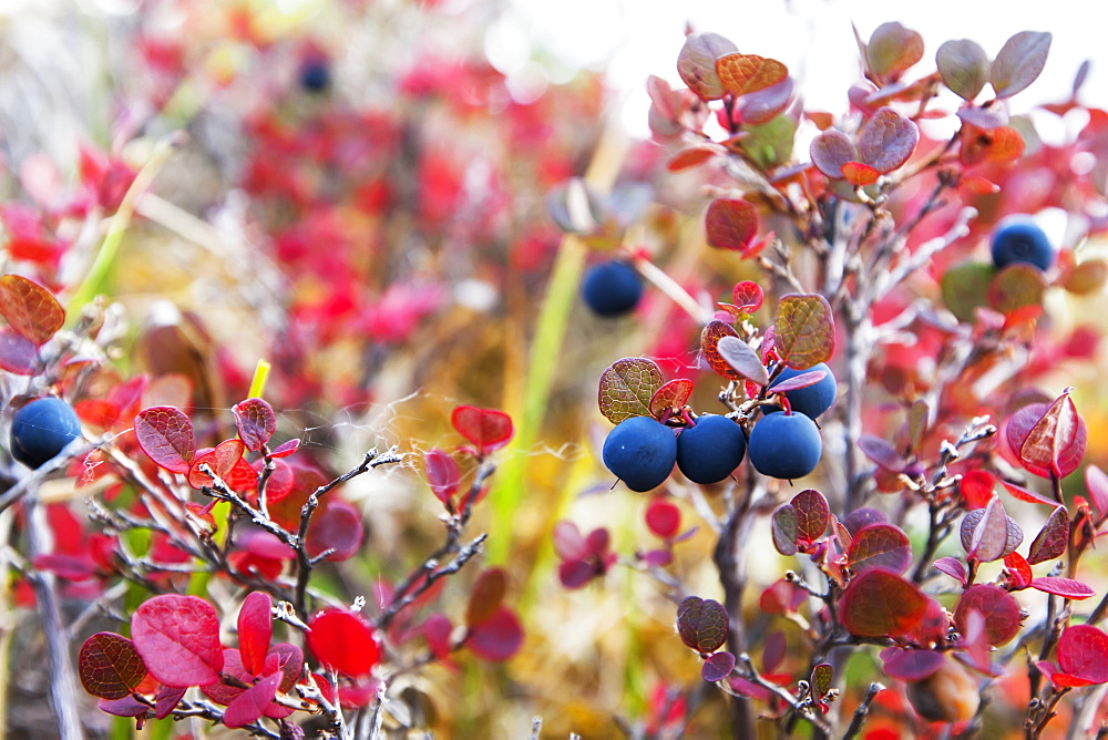 Lowbush Blueberry In Fall Colors Near The Noatak River, Brooks Range, Alaska, United States Of America