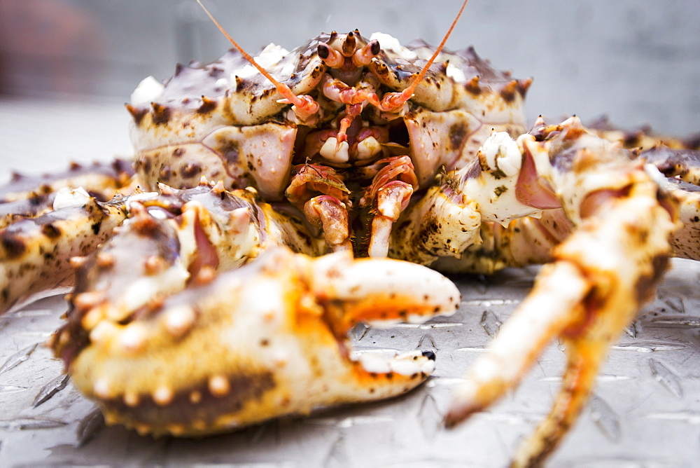 Red King Crab On The Deck Of A Commercial Fishing Boat, False Pass, Alaska, United States Of America