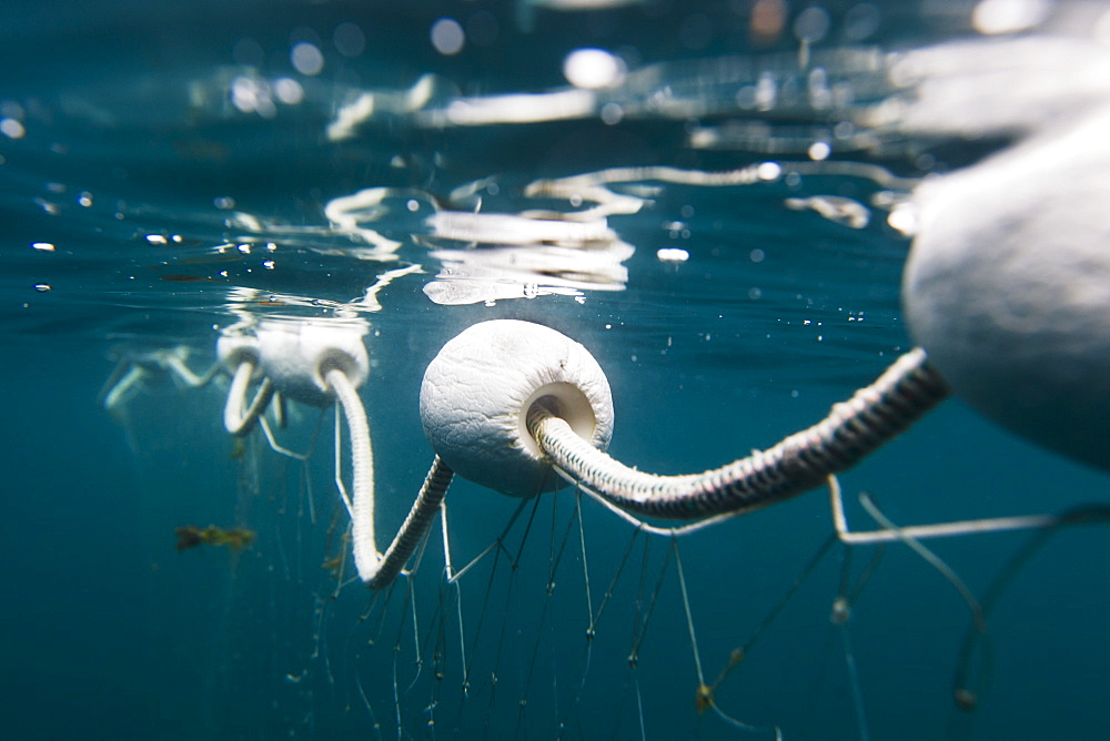 Underwater View Of A Sockeye Salmon Gillnet, Alaska, United States Of America