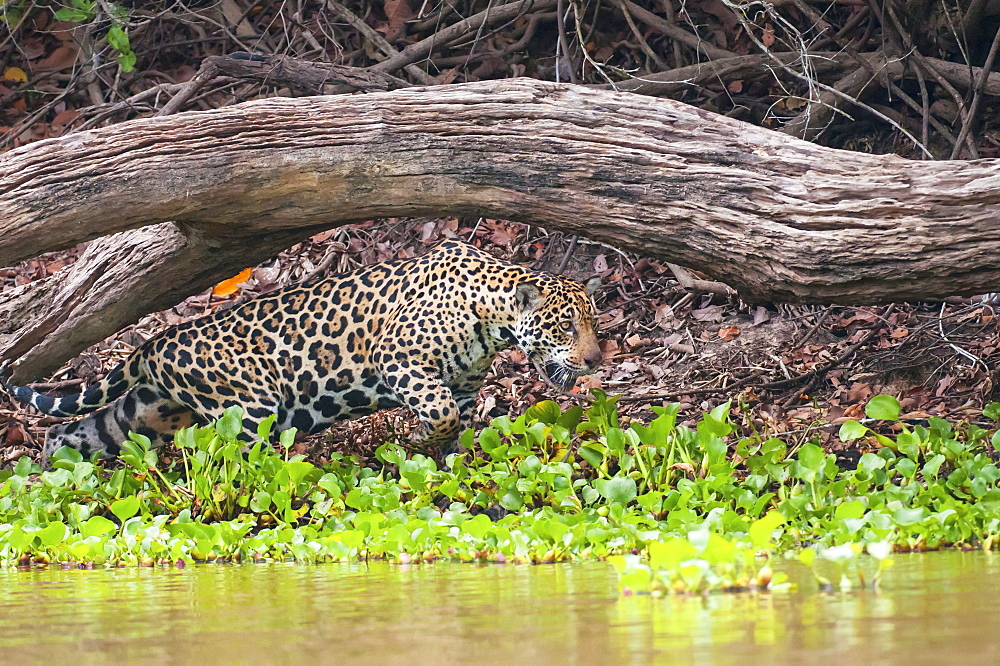 Female jaguar hunts along the pixiam river, Pantanal brazil