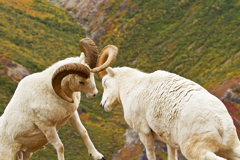 Dall's sheep (ovis dalli) rams hitting heads together during dominance display, butting heads, in autumn, denali national park, Alaska, united states of america