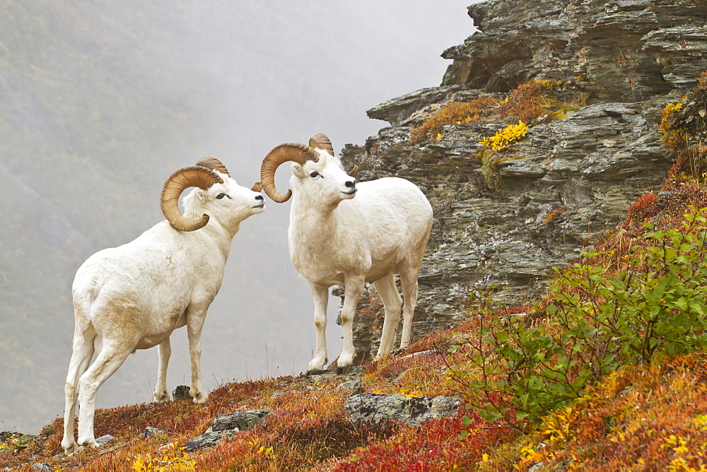 Dall's sheep (ovis dalli) rams standing by rock outcrop in alpine tundra in autumn, denali national park, Alaska, united states of america