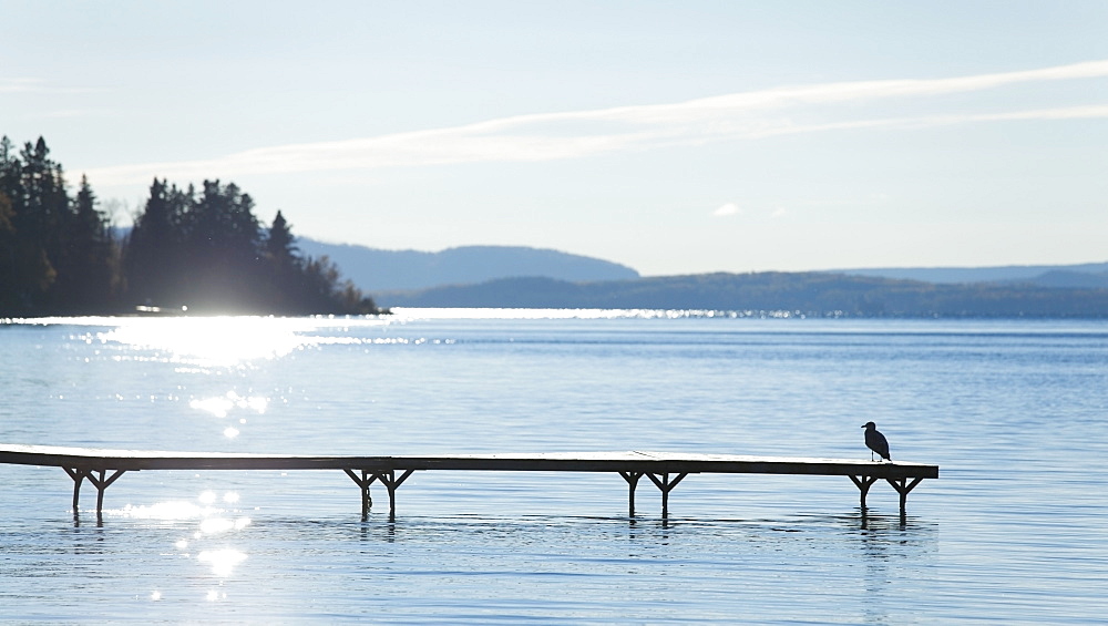 Bird sitting on a dock on lake superior, Thunder bay, ontario, canada