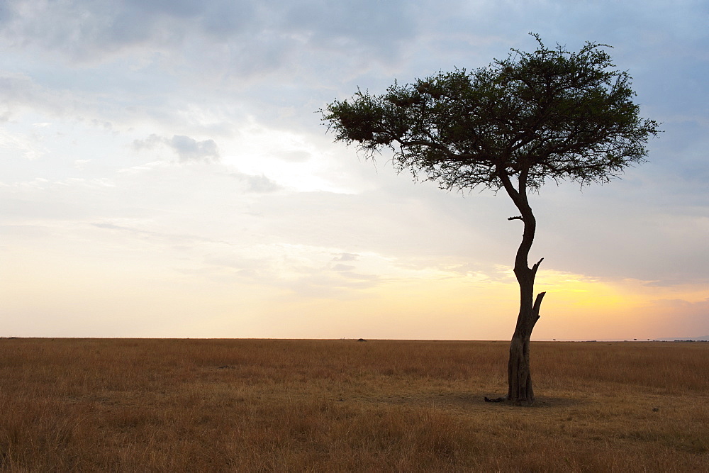 A lone tree on the maasai mara national reserve landscape at sunset, Maasai mara kenya