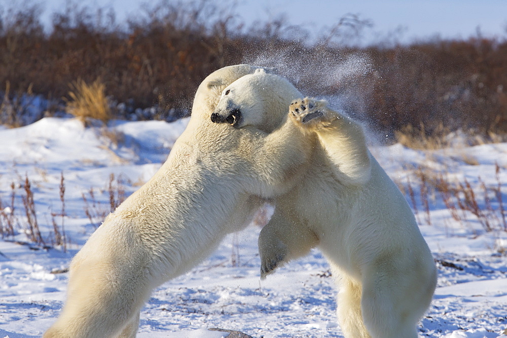 Polar bears (ursus maritimus) play fighting along the shores of hudson's bay, Churchill manitoba canada