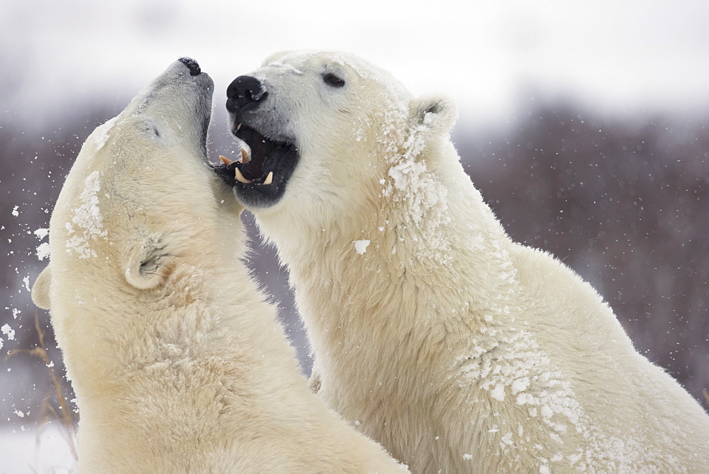 Polar bears (ursus maritimus) play fighting along the shores of hudson's bay, Churchill manitoba canada