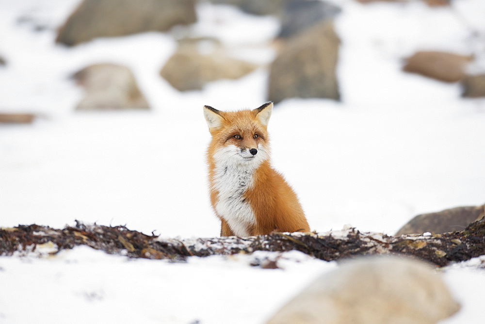 Red fox (vulpes vulpes) sitting in the snow, Churchill manitoba canada