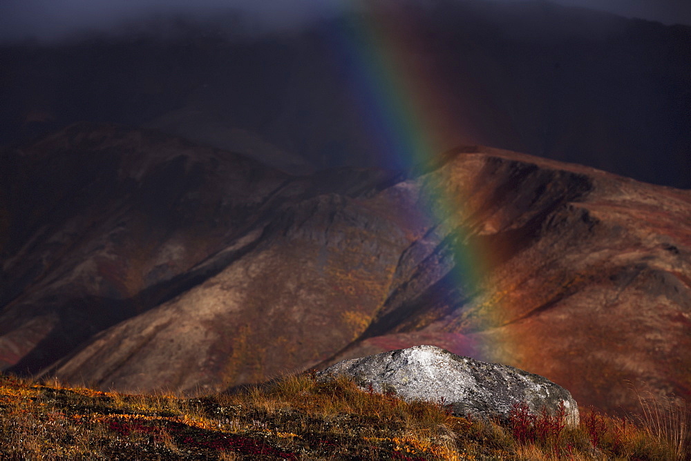 A rainbow appears during a rainshower in tombstone territorial park in autumn, Yukon canada