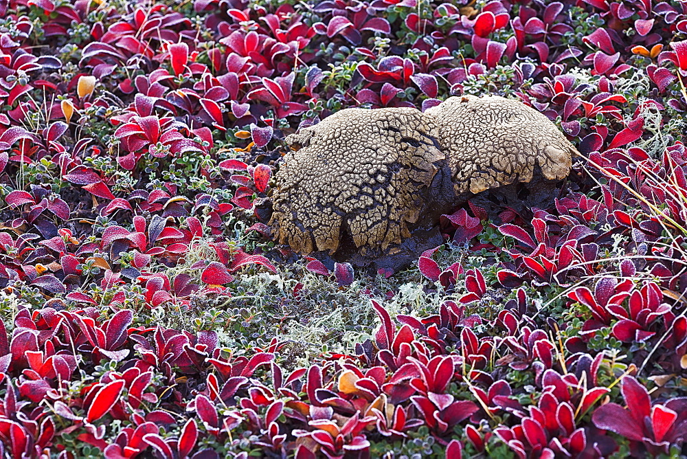 A large oddly shaped mushroom surrounded by bear berry plants on a very frosty morning along the dempster highway, Yukon canada