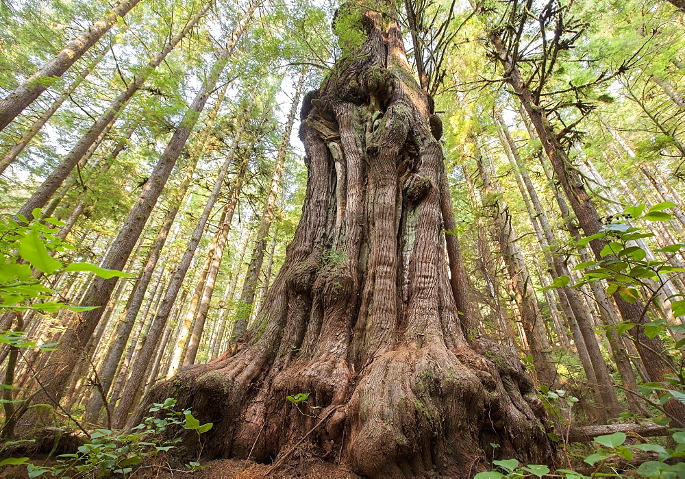 Canada's gnarliest tree a giant cedar tree in what is called avatar forest near port renfrew, Vancouver island british columbia canada