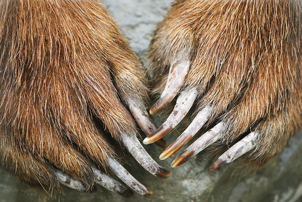 Captive: Close Up Of Brown Bear Paws And Claws, Alaska Wildlife And Conservation Center, Southcentral Alaska