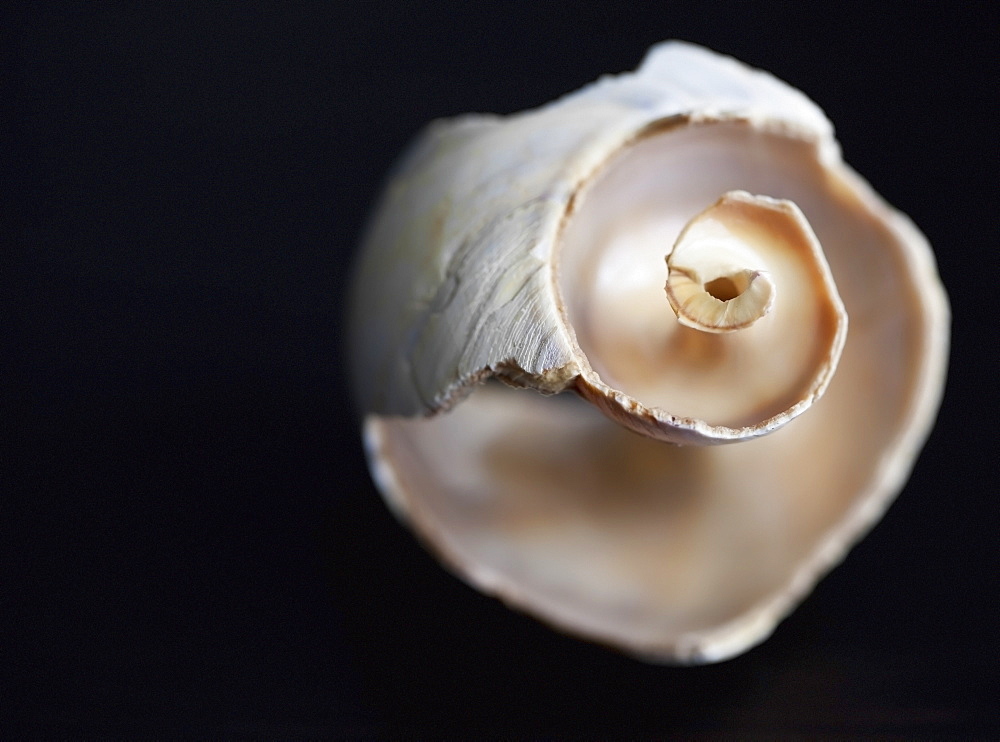 Hollowed shell from newfoundland shores on a black background, Alberta canada