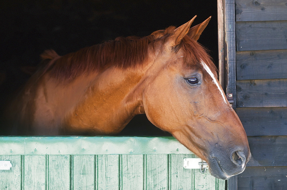 A horse peeks his head out of his stall, Mijas malaga andalusia spain