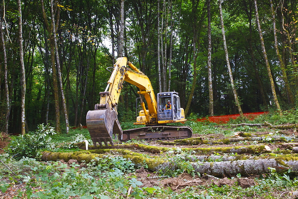 Backhoe Clearing A Forest, Portland, Oregon, United States of America