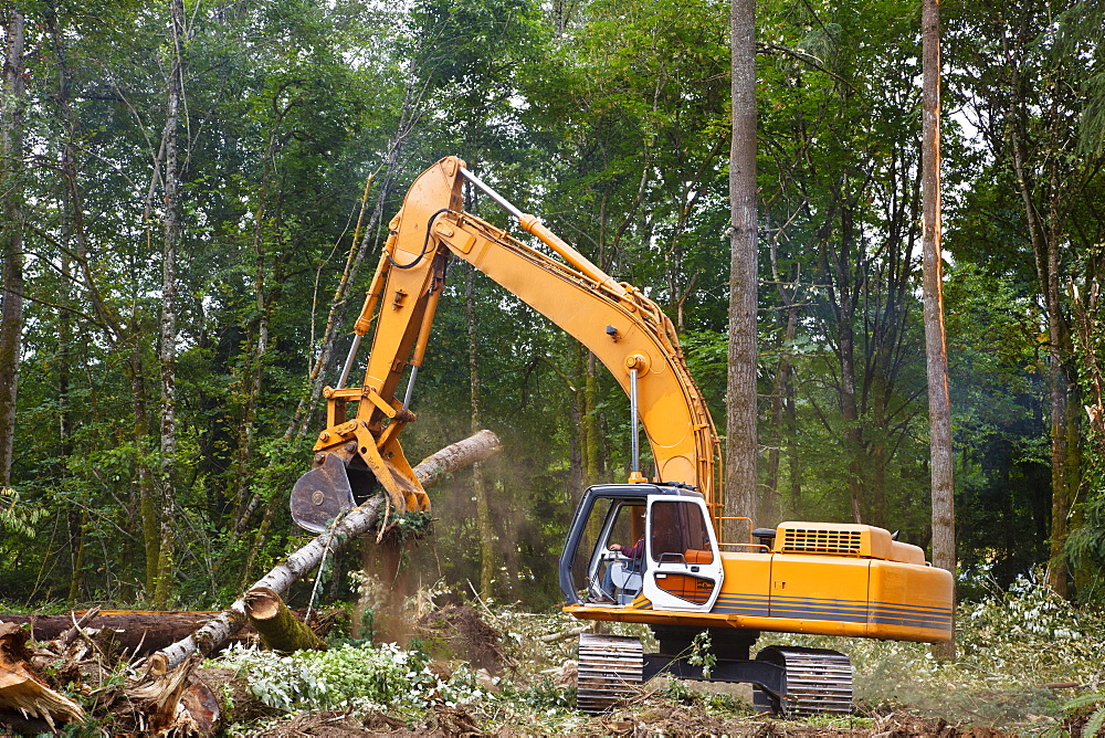 A Backhoe Moves Cut Trees, Portland, Oregon, United States of America