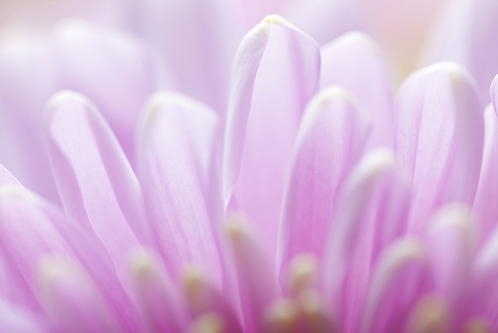 Close Up Of Pink Flower Petals, Spruce Grove, Alberta, Canada