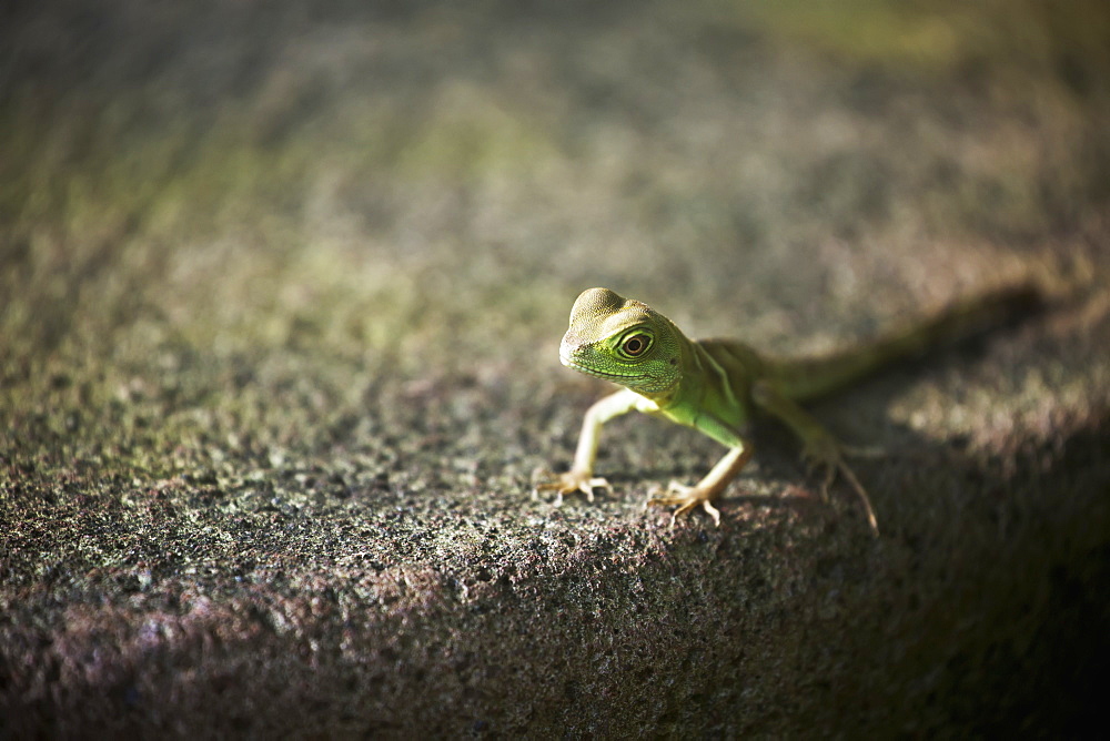 Close Up Of Small Lizard On Stone Surface, Frankfurt Am Main, Germany