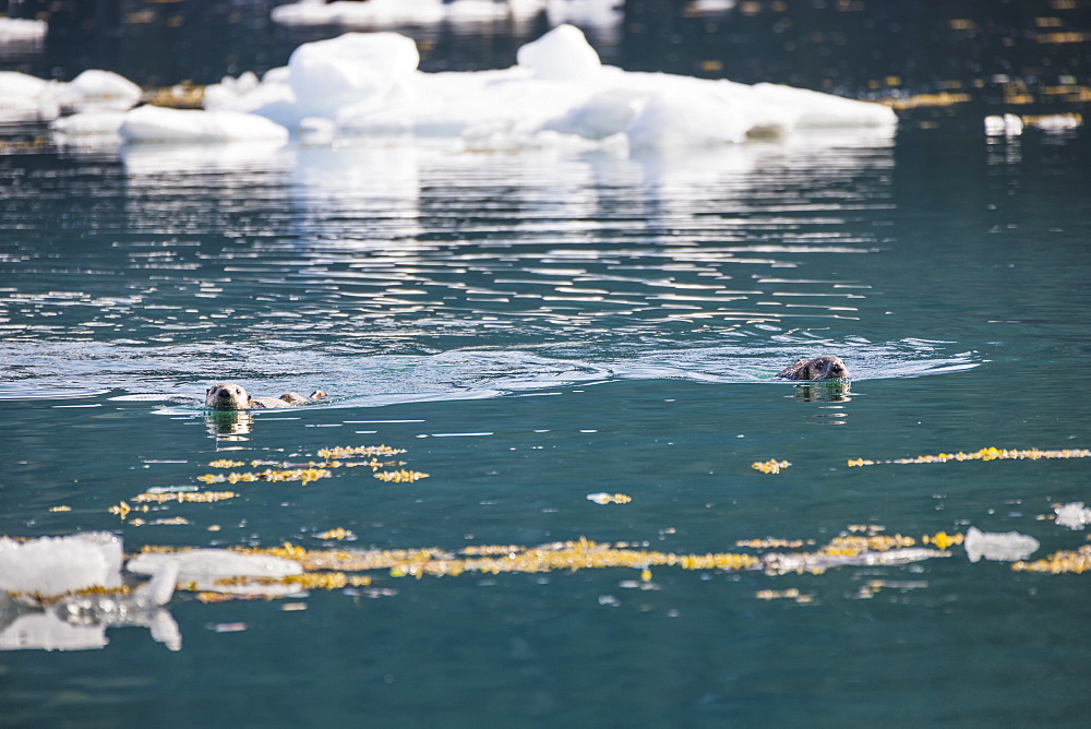 Sea Otters (Enhydra Lutris) Resting On Ice Bergs Floating In Barry Arm In Springtime, Prince William Sound, Chugach National Forest, Alaska, United States Of America