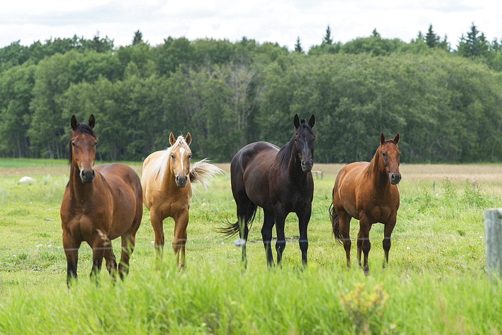 Four Horses Standing In A Row At A Fence Along The Edge Of A Pasture, Riding Mountain National Park, Manitoba, Canada