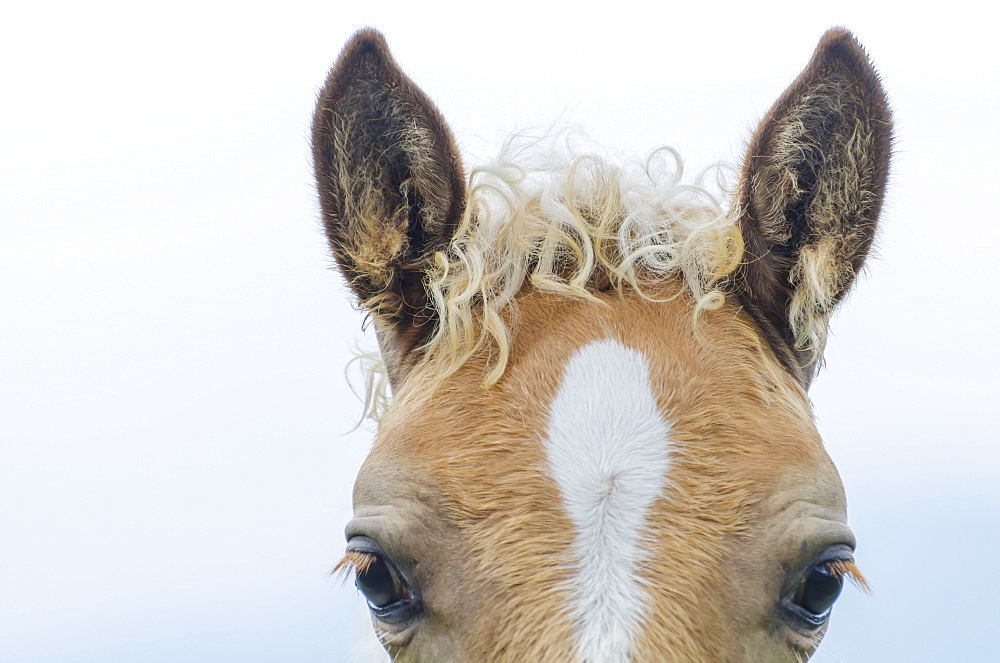 Top Of A Horse's Head With A Curly Mane, Locarno, Ticino, Switzerland