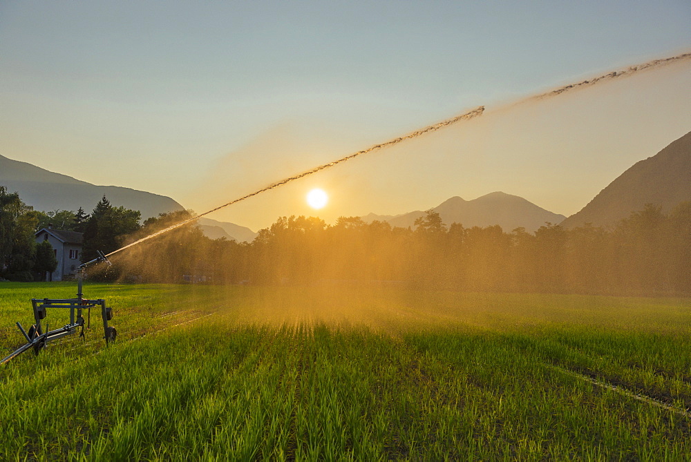 Irrigation Of A Field At Sunset, Locarno, Ticino, Switzerland