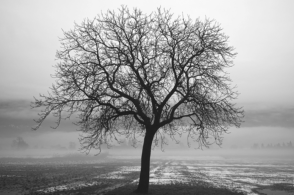 Silhouette Of A Leafless Tree In A Wet, Foggy Field, Locarno, Ticino, Switzerland