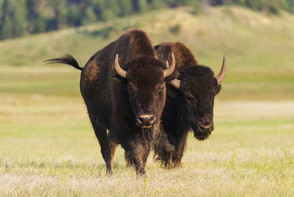 Bison, Wind Cave National Park, South Dakota, United States Of America