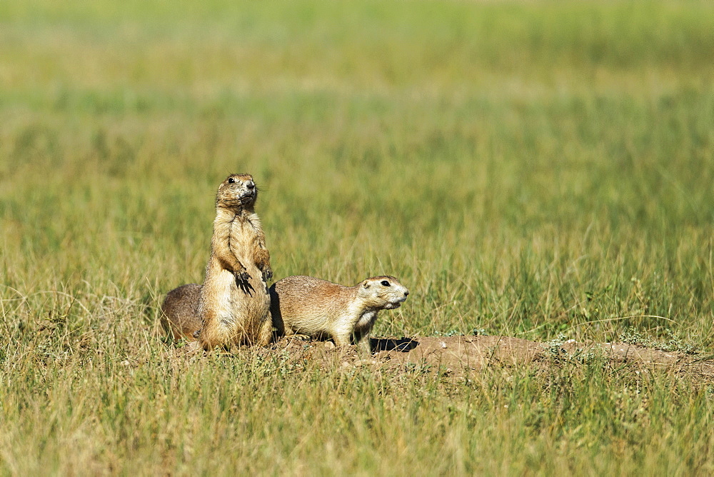 Black-Tail Prairie Dog (Cynomys Ludovicianus), Wind Cave National Park, South Dakota, United States Of America