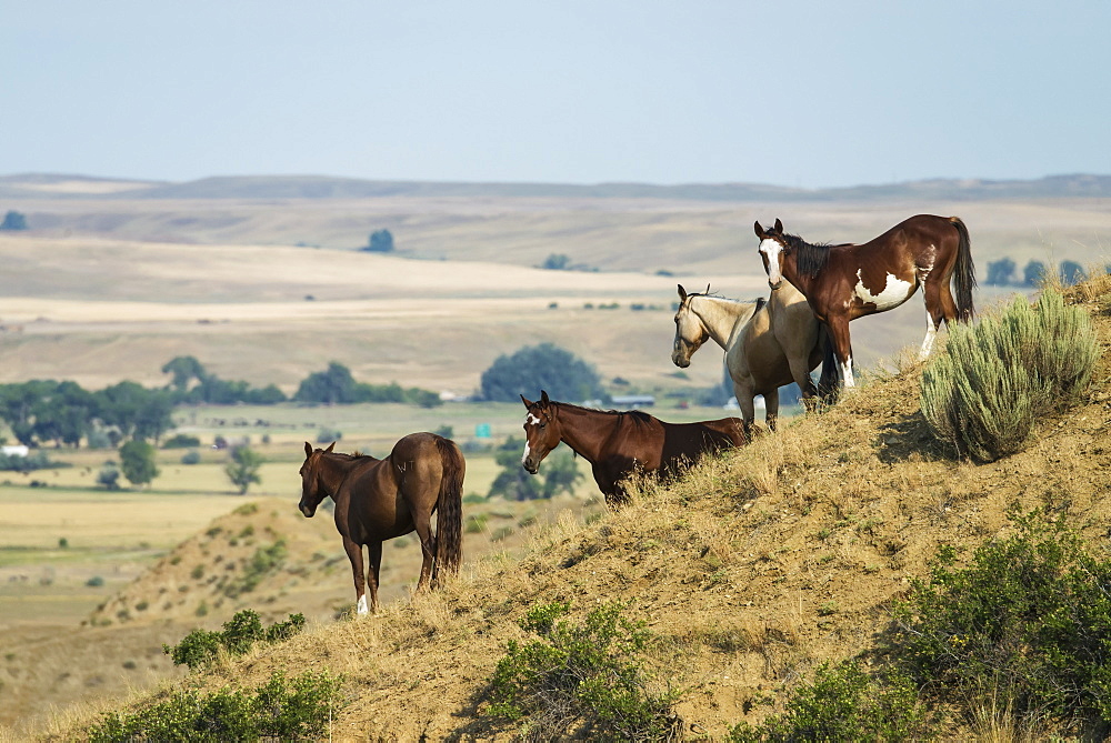 Horses Standing On A Slope Overlooking A Wide Open Space In Little Bighorn Valley, Montana, United States Of America