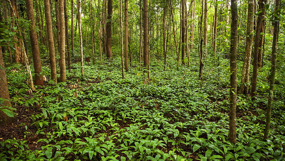 Jungle Floor, Sen Monorom, Mondulkiri, Cambodia