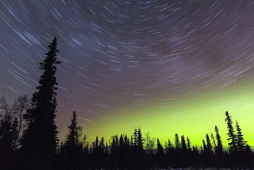 Northern Lights And Star Trails In The Sky With Silhouetted Trees In The Foreground, Viewed From Petersville Road, Petersville, Alaska, United States Of America