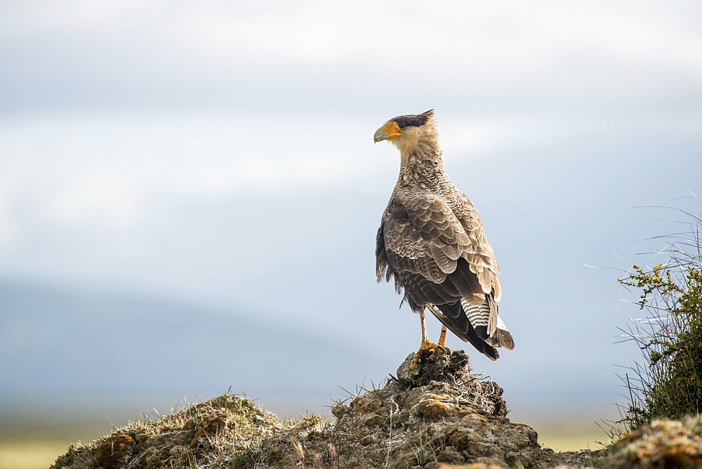 A Bird Perched On A Rock, Punta Arenas, Magallanes, Chile