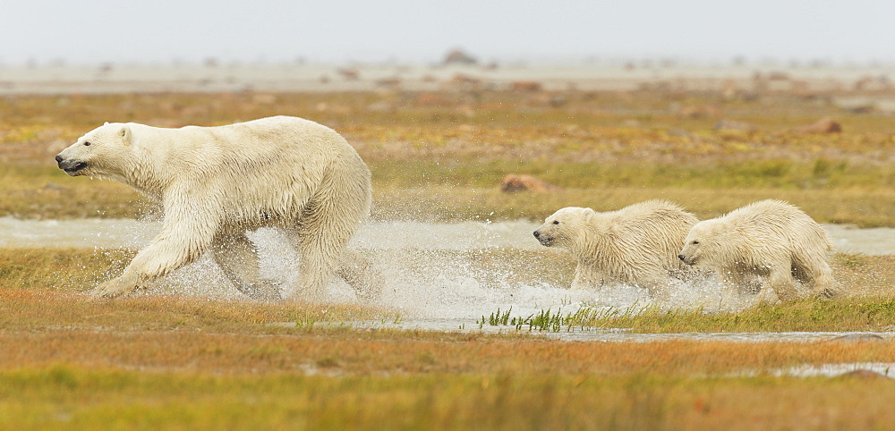 Mother Polar Bear (Ursus Maritimus) And Two Cubs Running Through The Water Along Hudson Bay, Manitoba, Canada