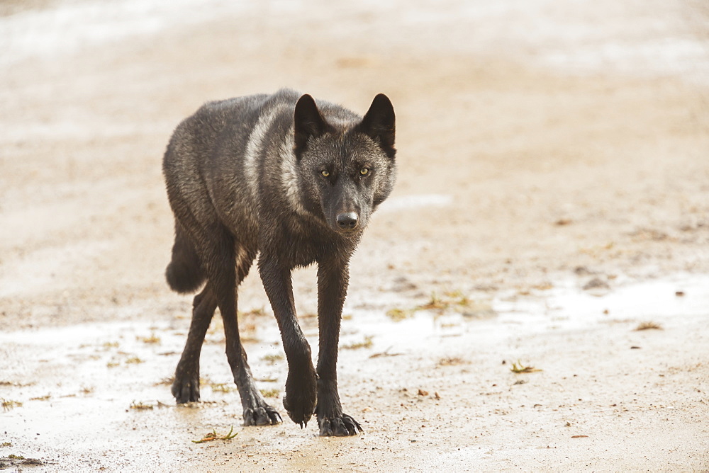 Black Wolf Along The Coast Of Hudson Bay, Manitoba, Canada