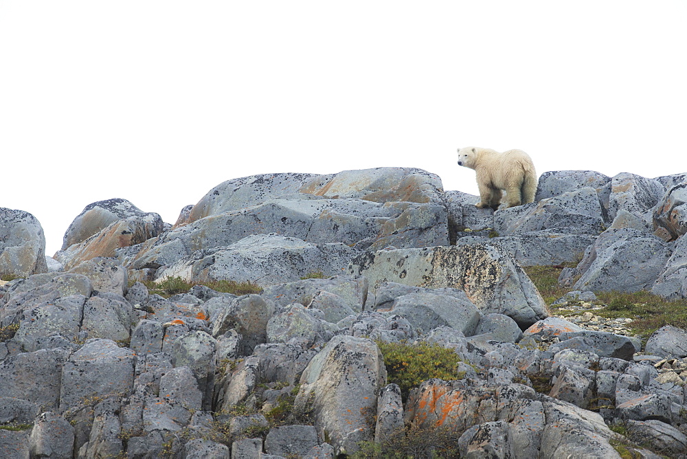 Polar Bear (Ursus Maritimus) Standing On The Smooth Rocks Along The Shores Of Hudson Bay, Manitoba, Canada