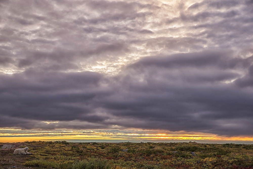 Polar Bear Laying On The Ground As The Sun Sets Along The Coast Of Hudson Bay, Manitoba, Canada