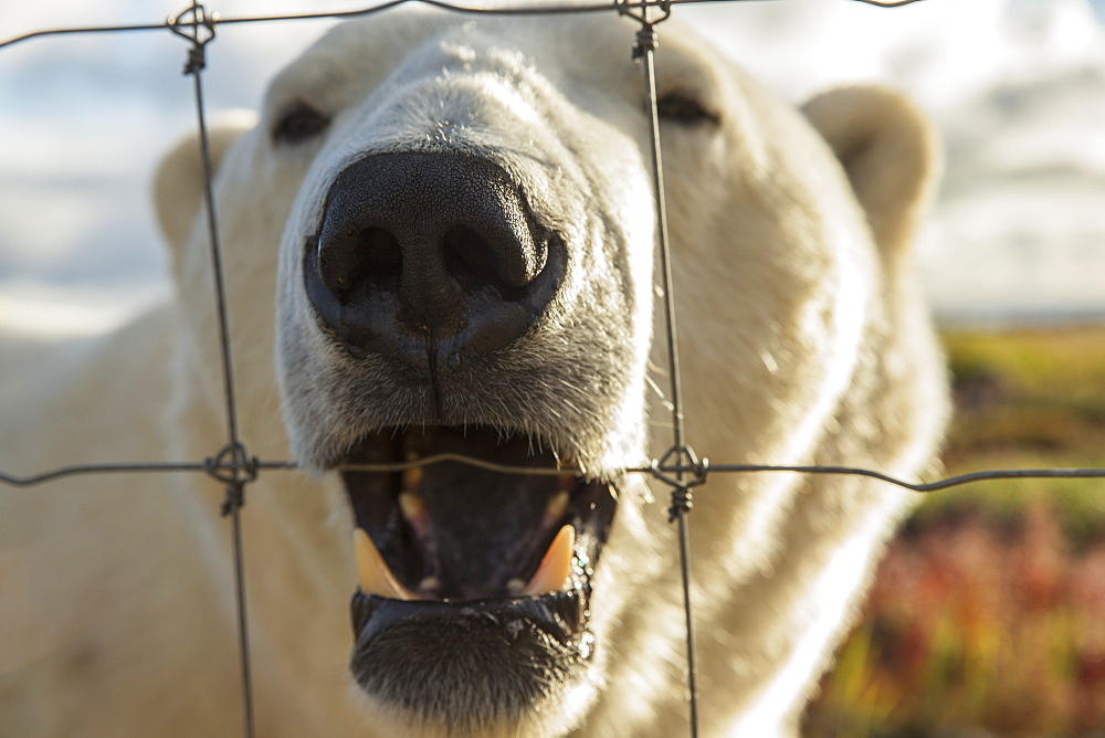 Polar Bear (Ursus Maritimus) Chewing On A Fence Near Churchill, Manitoba, Canada