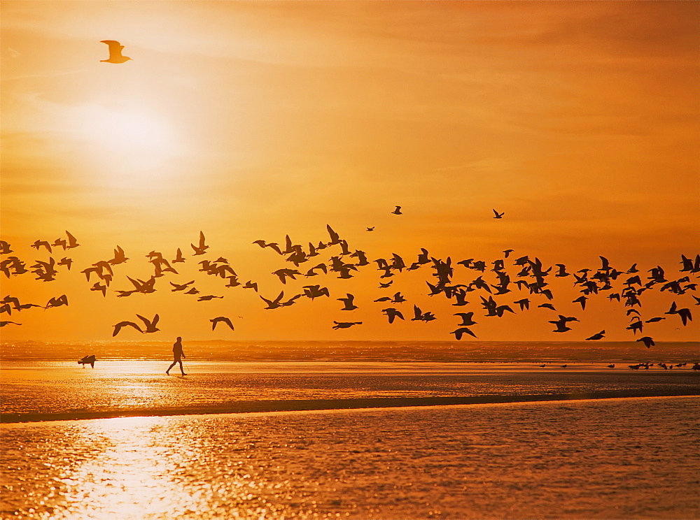 A Flock Of Birds Fly Over The Beach And Ocean As The Sun Sets At Siltcoos Beach, Florence, Oregon, United States Of America